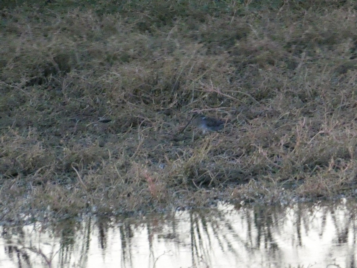 Wilson's Snipe - ML623735653