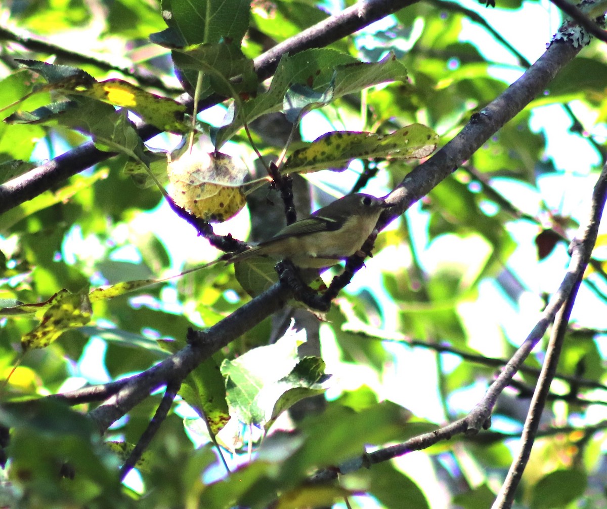 Ruby-crowned Kinglet - ML623735667