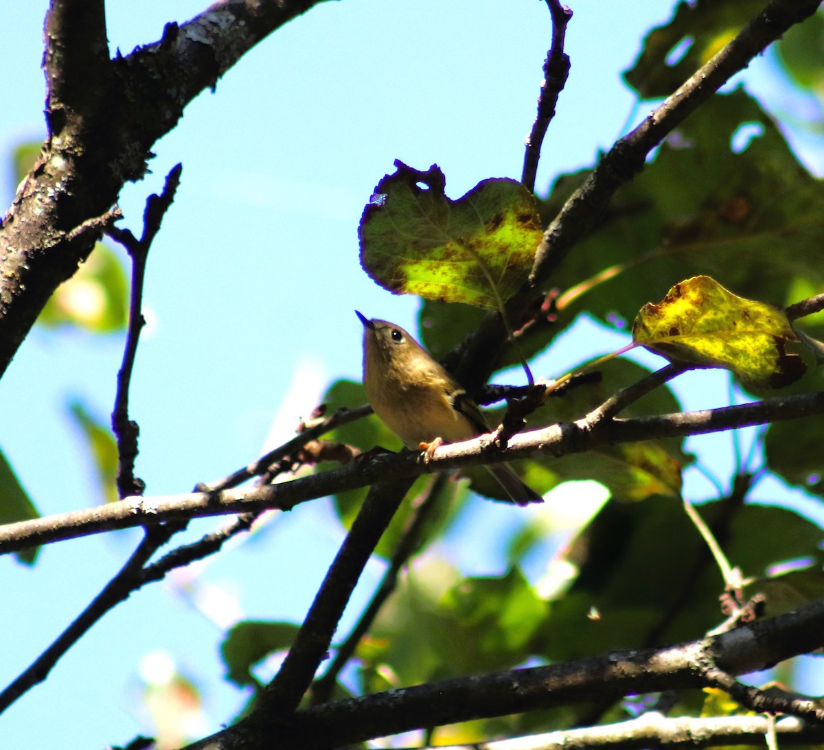 Ruby-crowned Kinglet - ML623735668