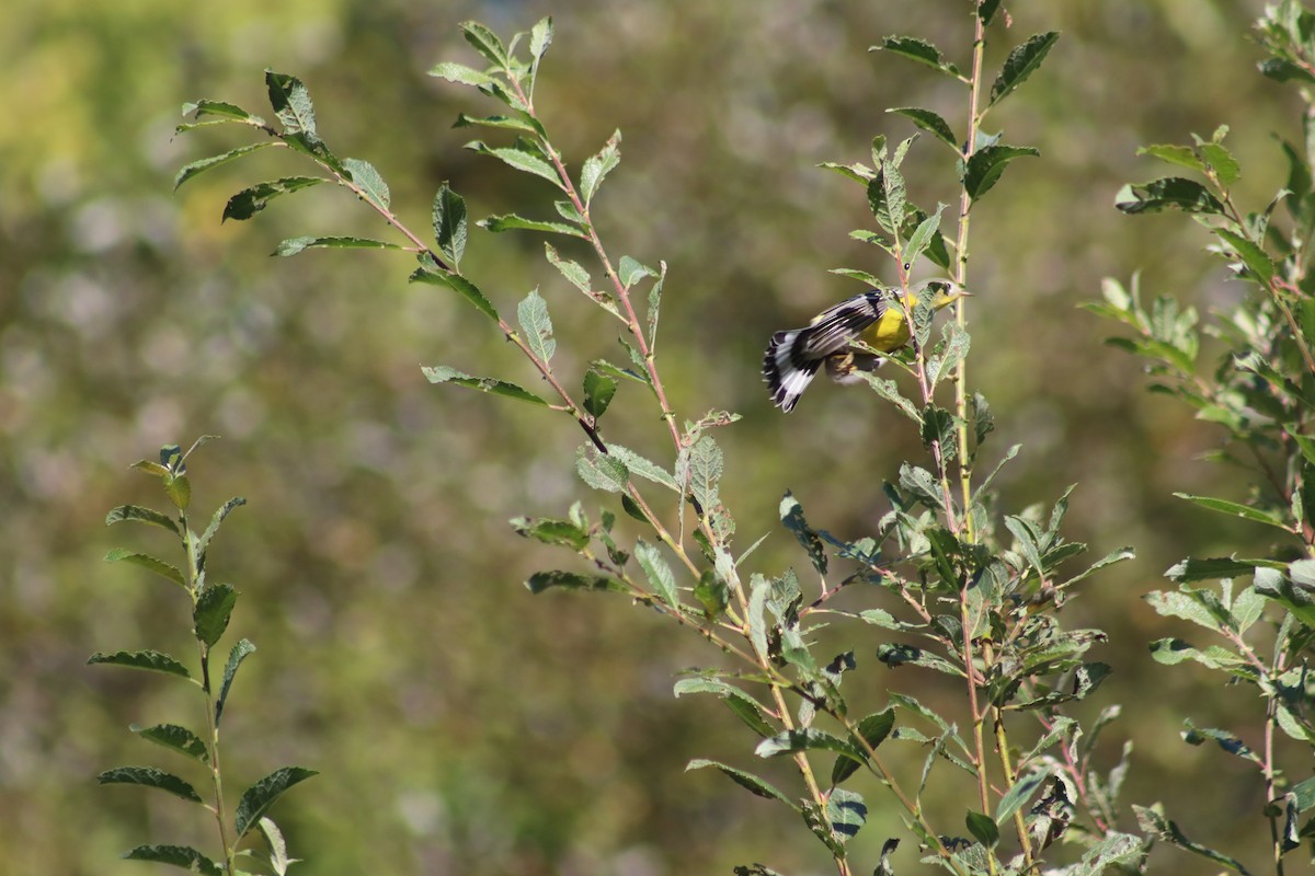 Magnolia Warbler - ML623735692