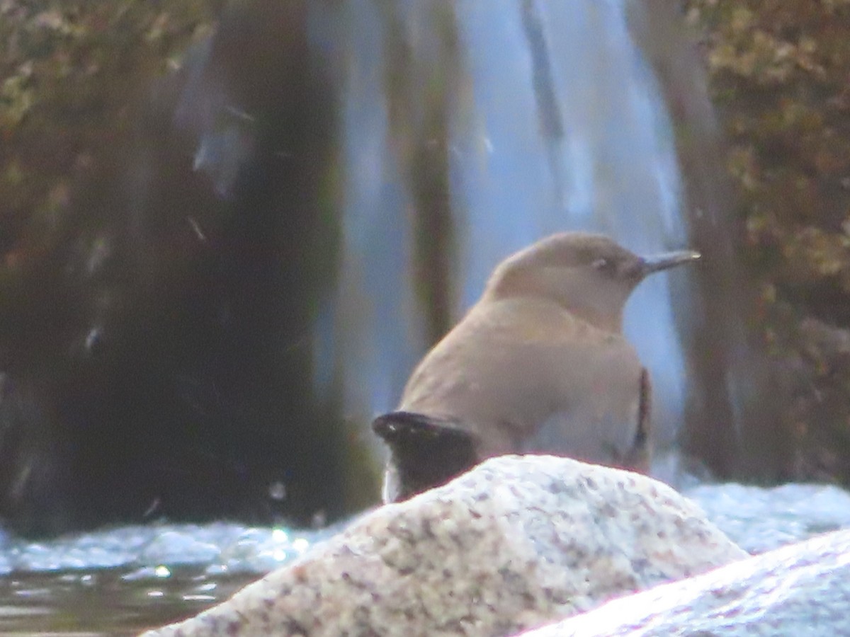 Brown Dipper - ML623735697