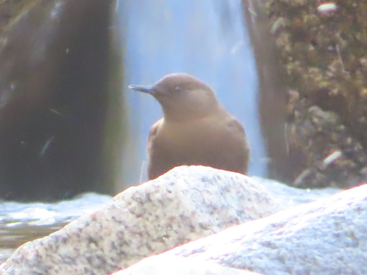 Brown Dipper - J.A. Jensen