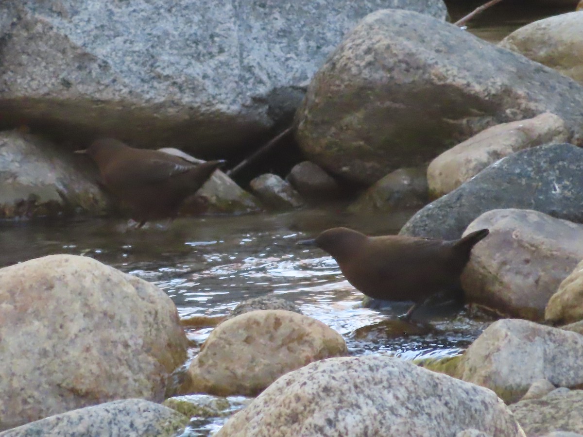 Brown Dipper - ML623735701