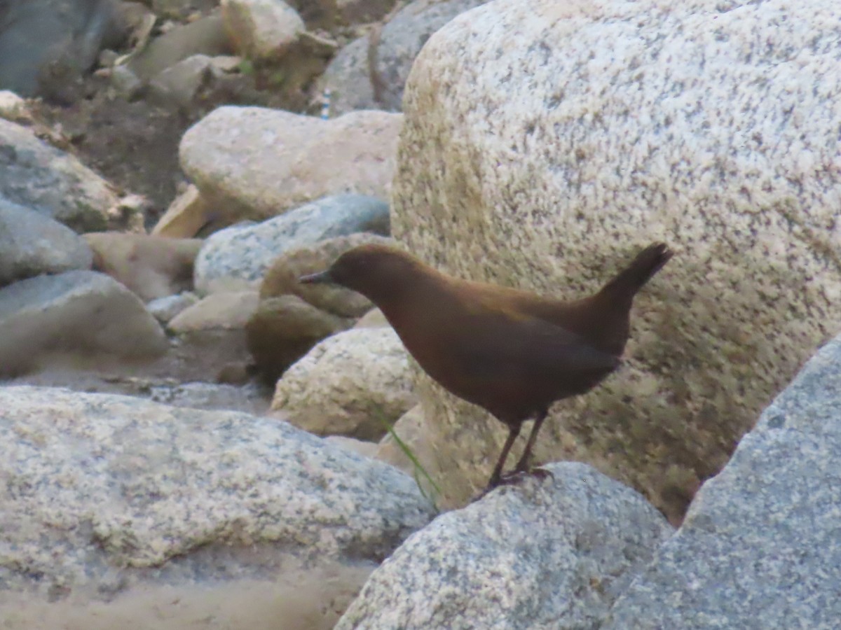 Brown Dipper - J.A. Jensen