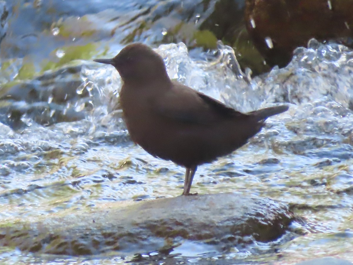 Brown Dipper - ML623735703