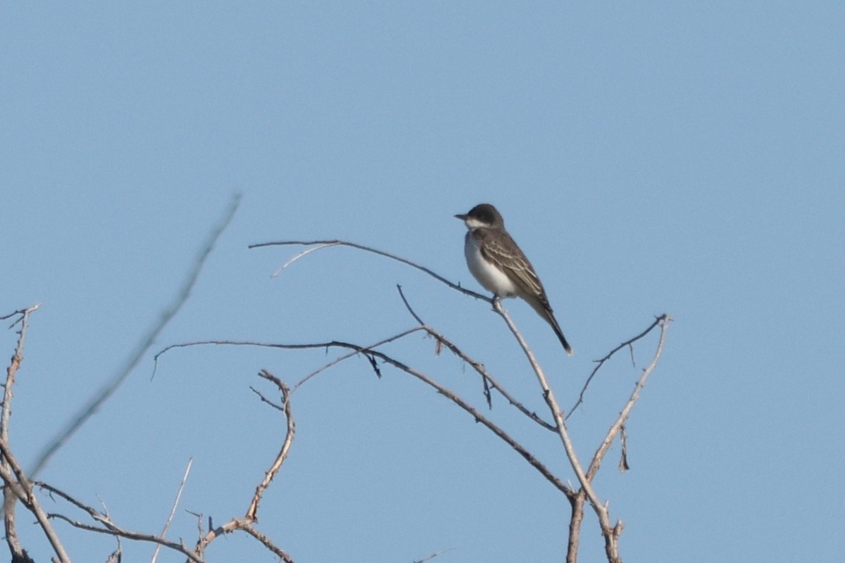 Eastern Kingbird - ML623735708