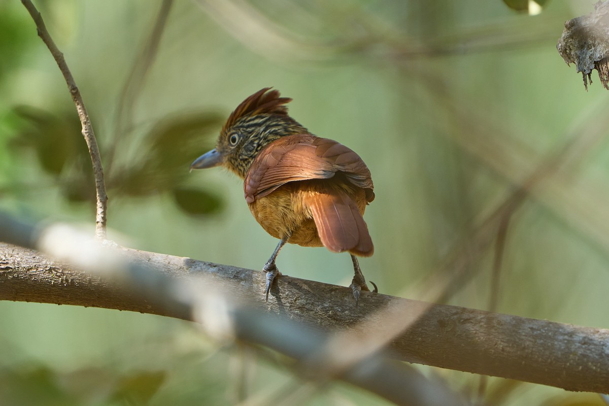 Barred Antshrike (Barred) - ML623735715