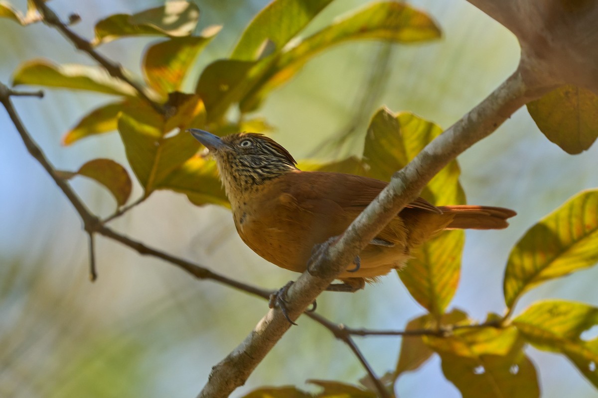 Barred Antshrike (Barred) - ML623735716