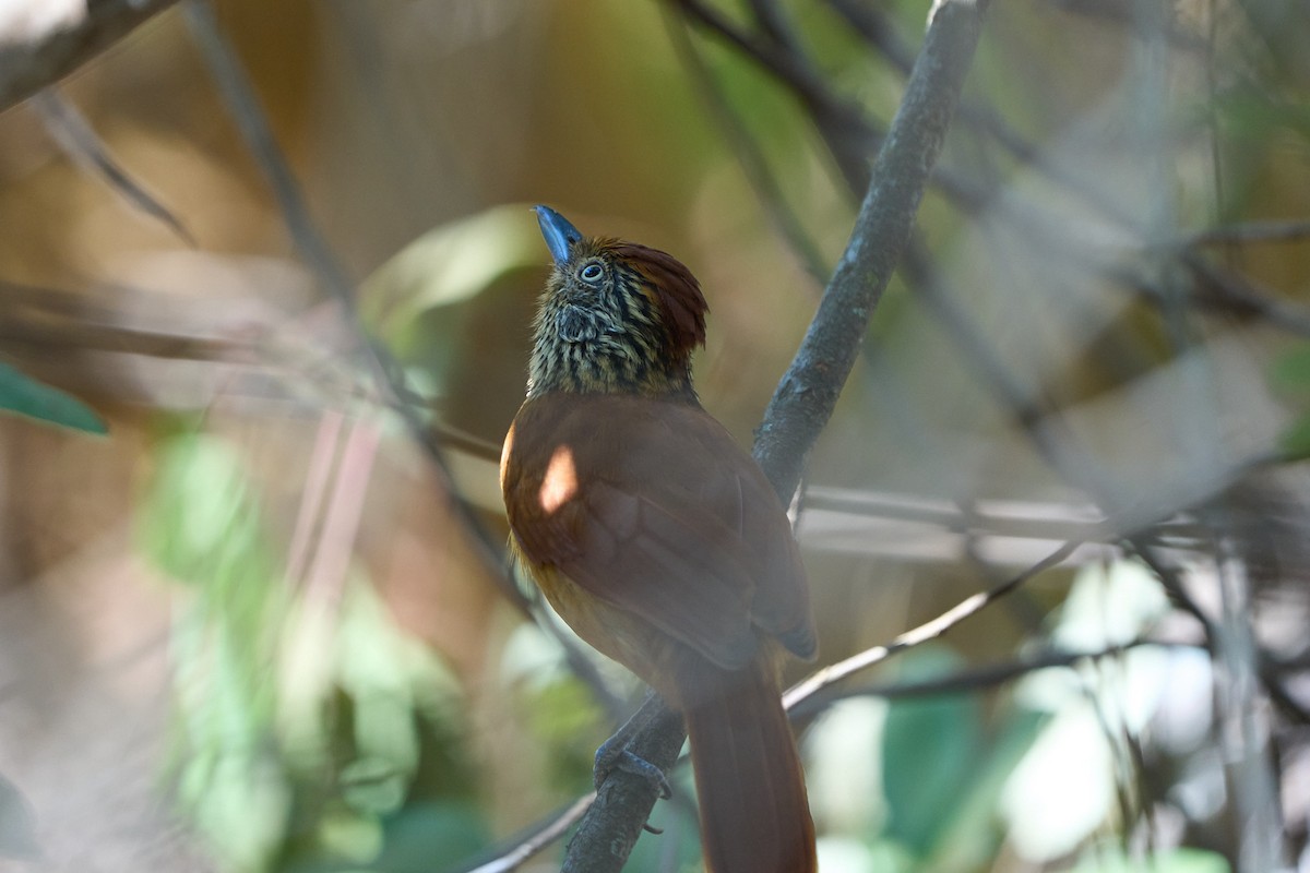 Barred Antshrike (Barred) - ML623735717