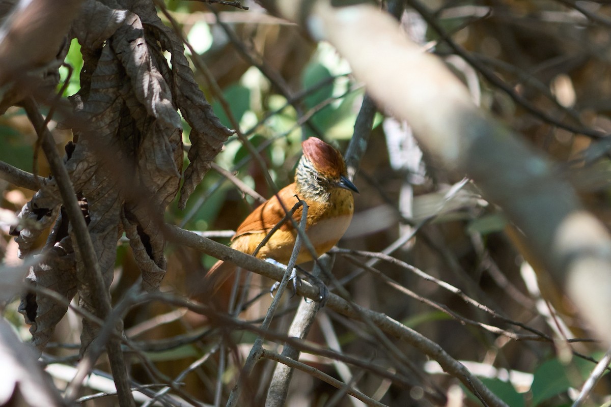 Barred Antshrike (Barred) - ML623735718