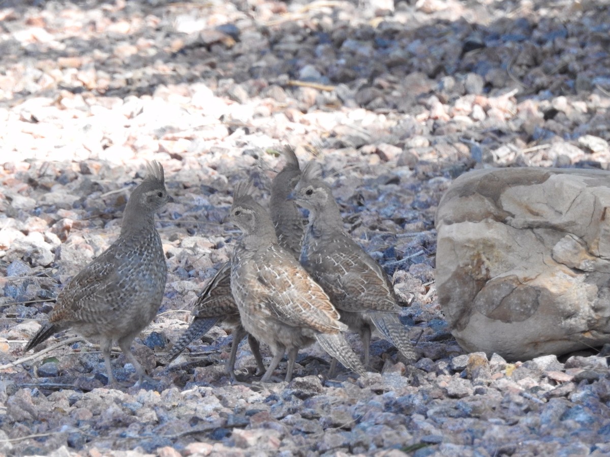 Scaled Quail - ML623735738