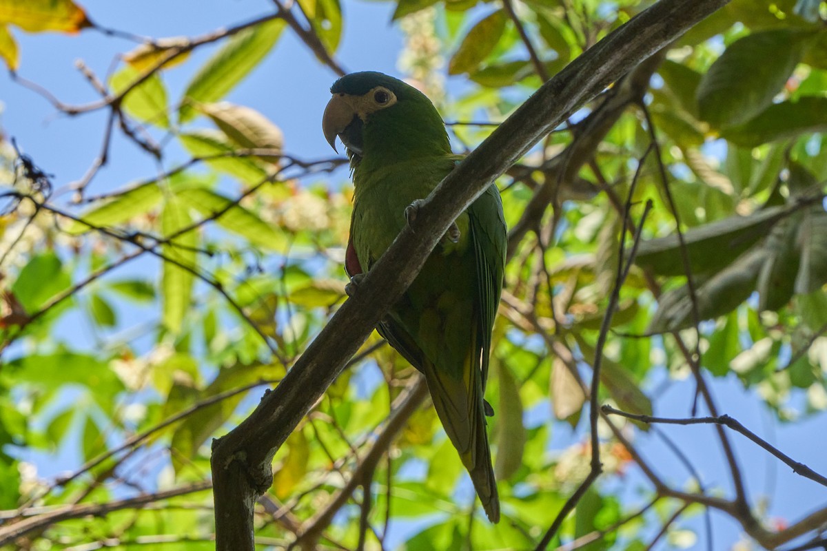 Red-shouldered Macaw - ML623735749