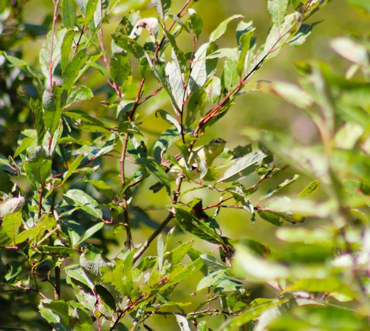 Philadelphia Vireo - ML623735776