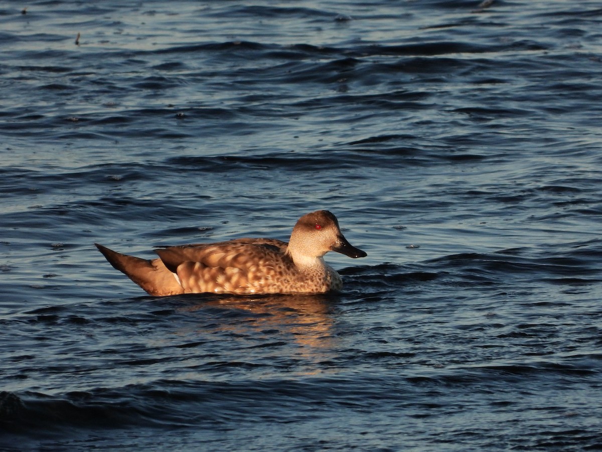 Crested Duck - Ignacio Gutierrez Galvan