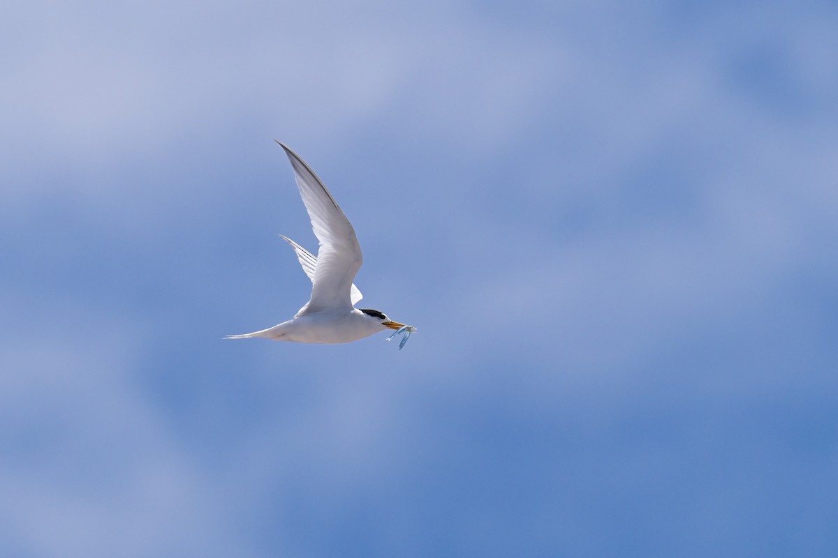 Australian Fairy Tern - Paul McDonald