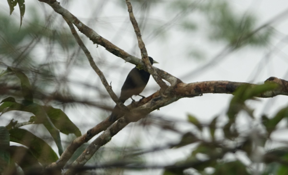 Solitary Black Cacique - ML623735817