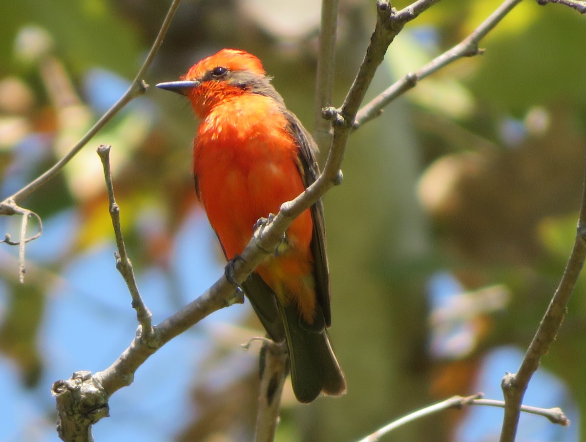 Vermilion Flycatcher - Aidan Sinha