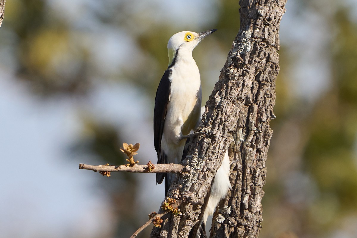 White Woodpecker - ML623735878