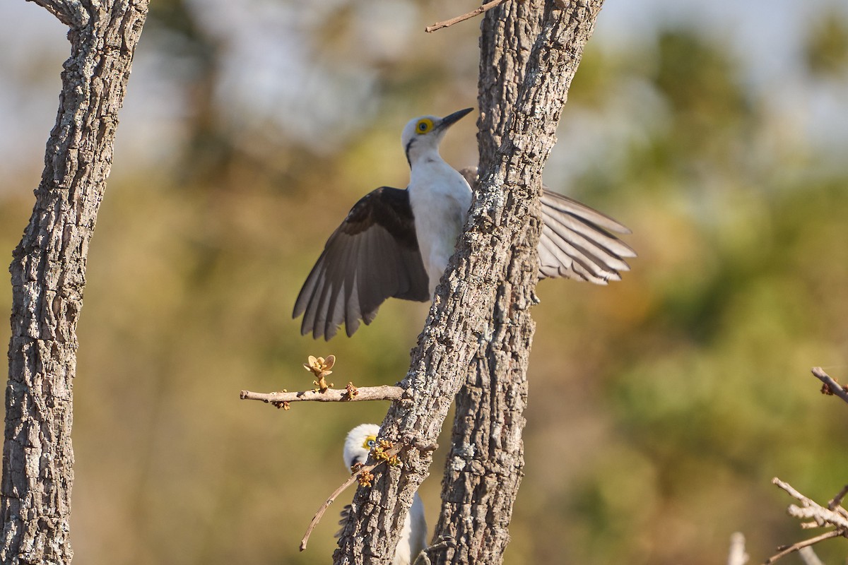 White Woodpecker - ML623735880