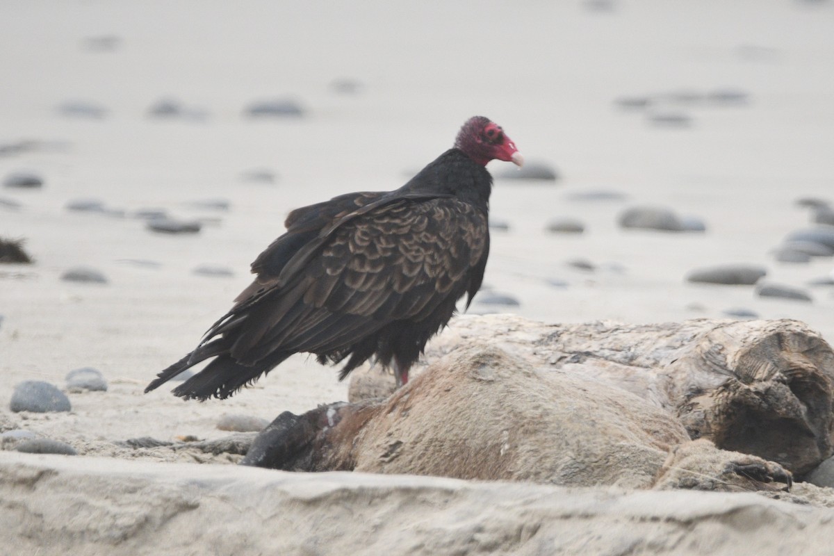 Turkey Vulture - ML623735921