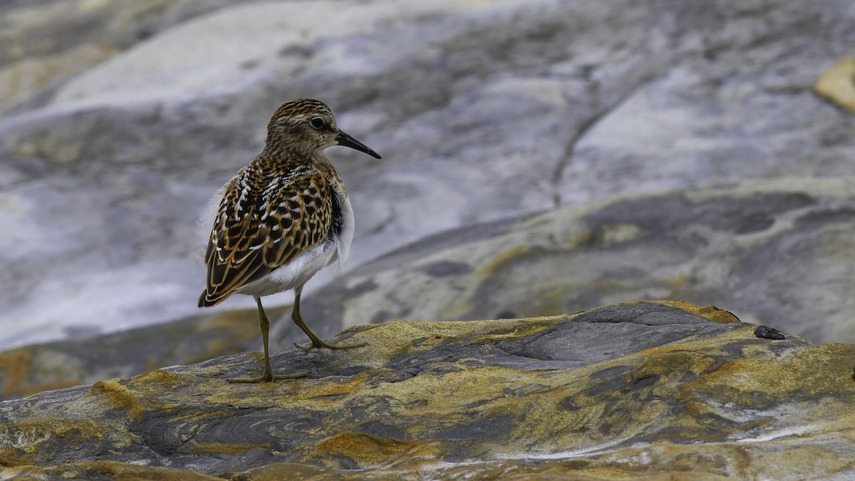 Least Sandpiper - Robert Tizard