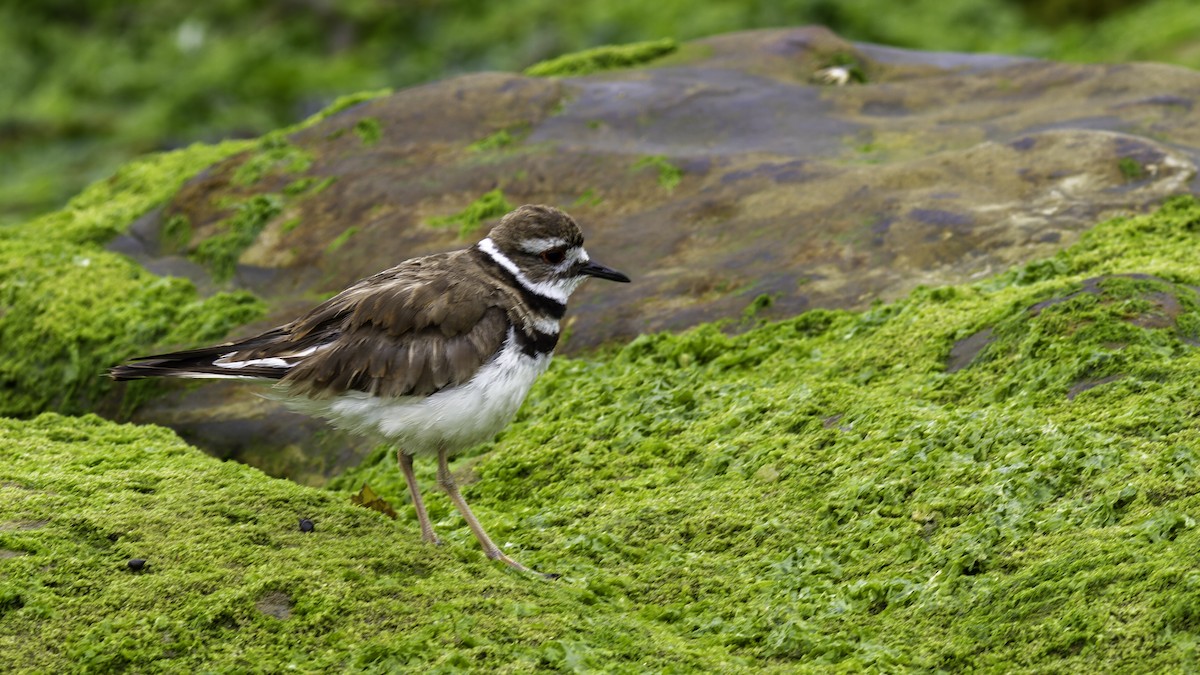 Killdeer - ML623735948