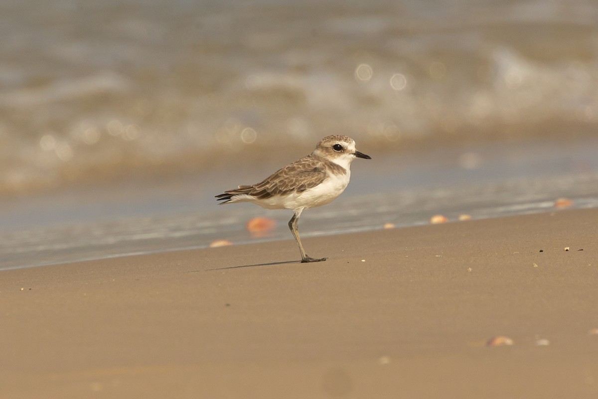 Kentish Plover - ML623735966