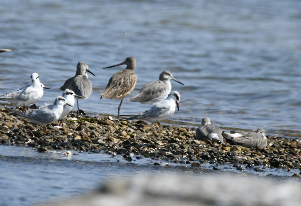 Marbled Godwit - ML623735985