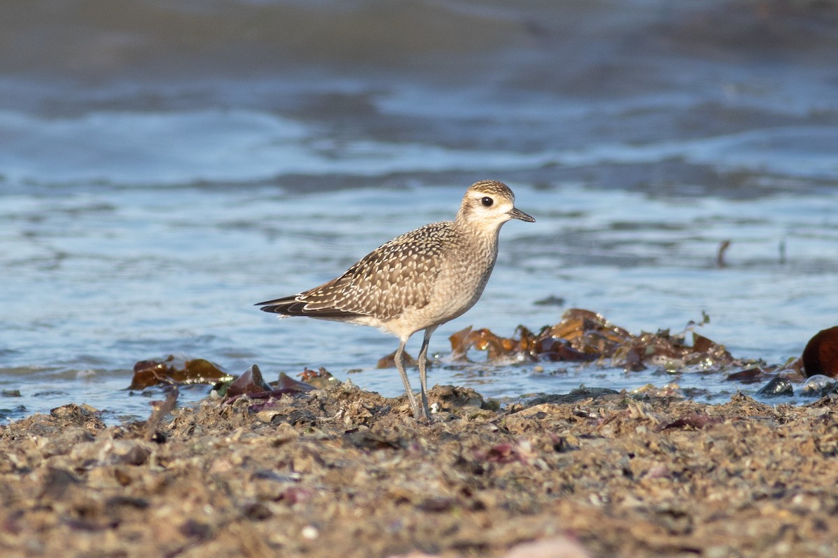 American Golden-Plover - ML623736004