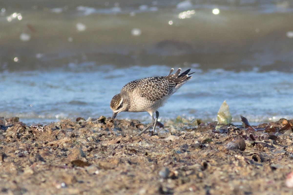 American Golden-Plover - ML623736005