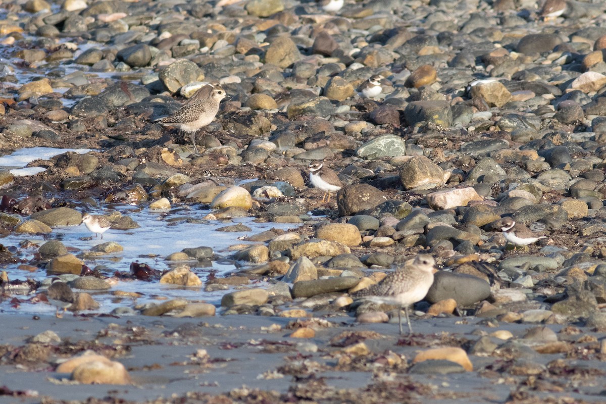 American Golden-Plover - ML623736006