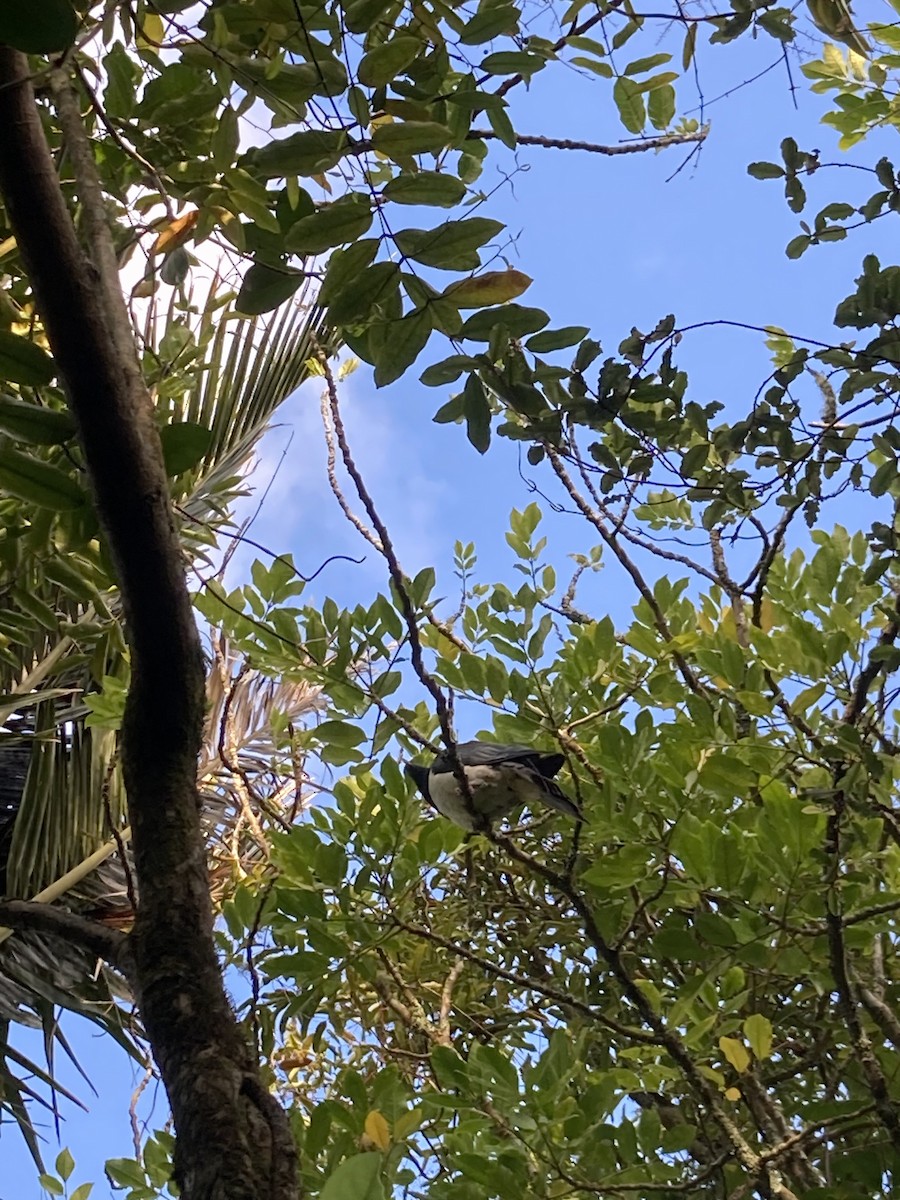 New Zealand Pigeon - ML623736012