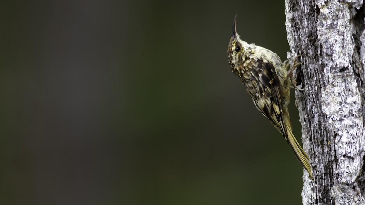 Brown Creeper - ML623736031