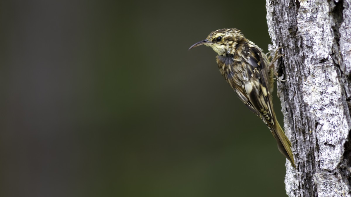 Brown Creeper - ML623736032