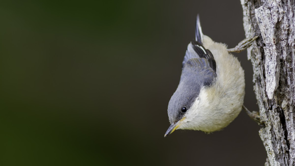 Pygmy Nuthatch - ML623736042