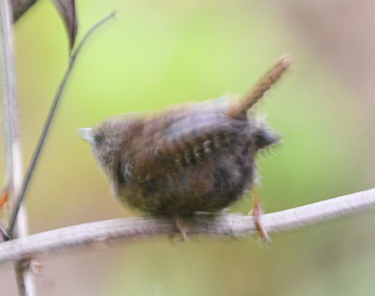 Pacific Wren - ML623736097