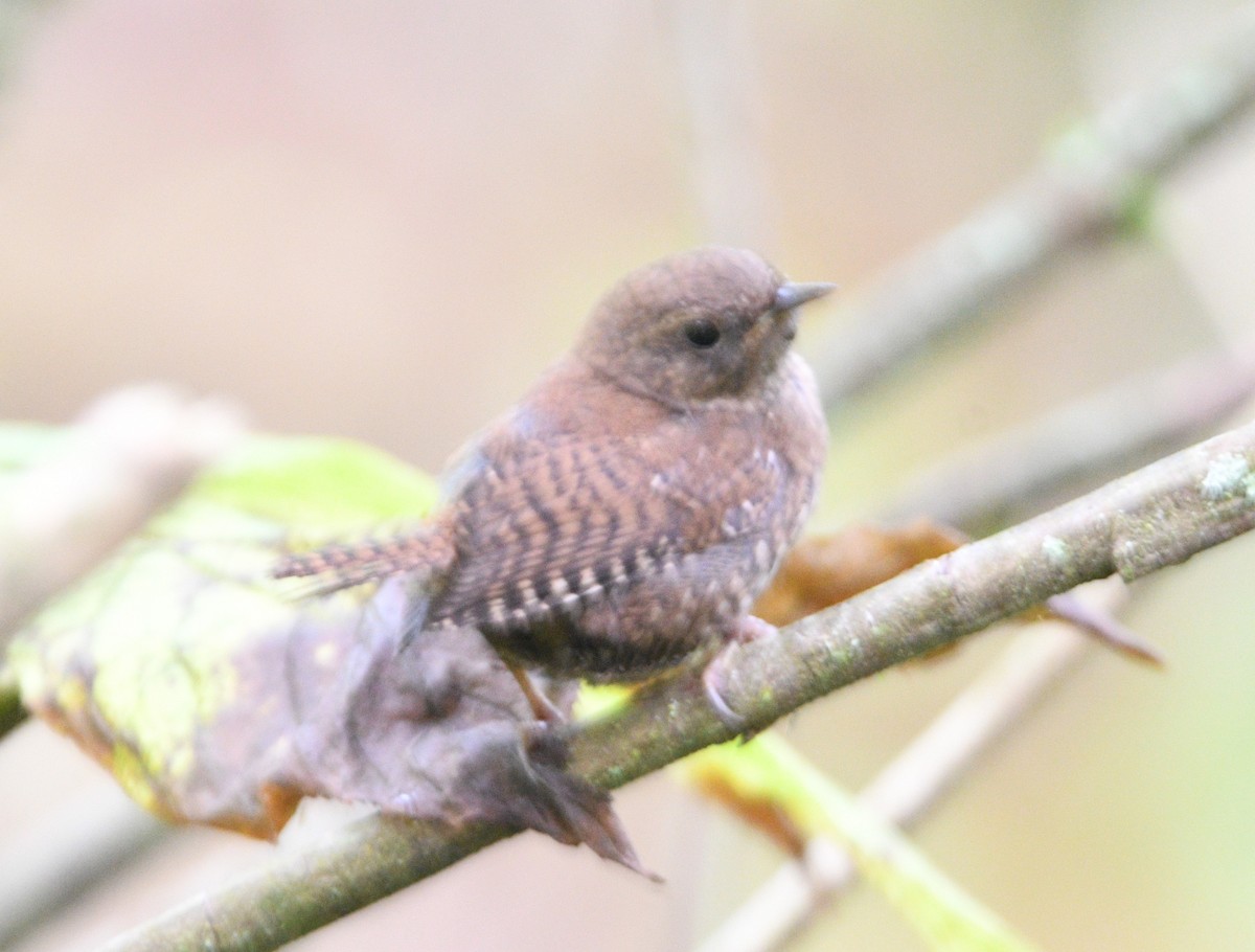 Pacific Wren - ML623736098