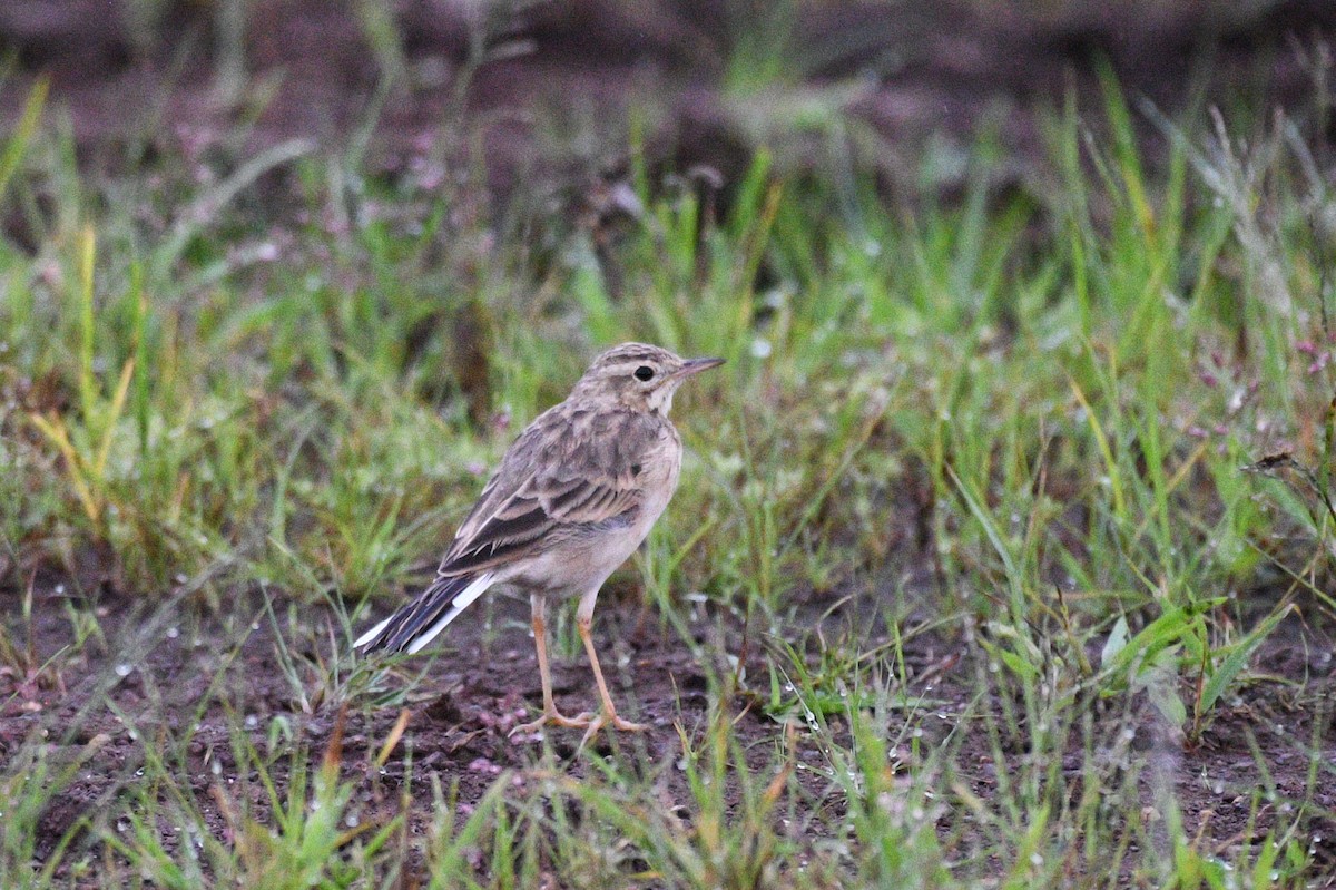 Paddyfield Pipit - ML623736149