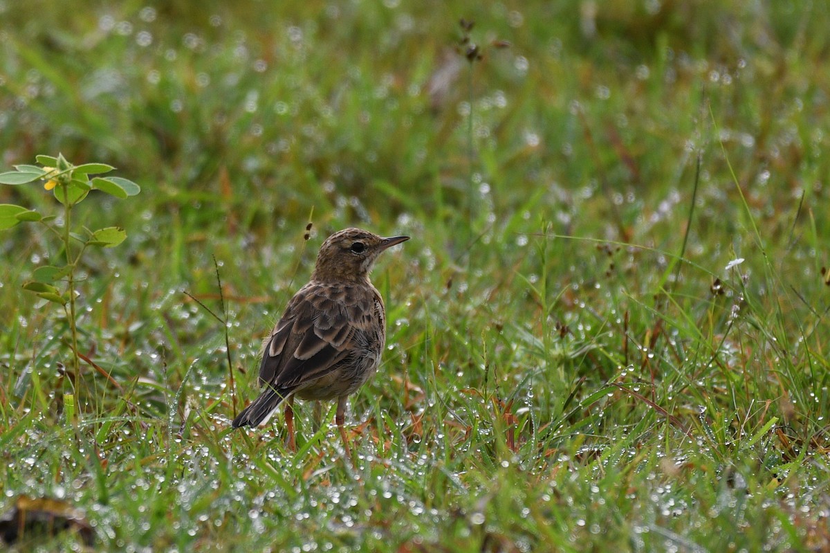 Paddyfield Pipit - ML623736150