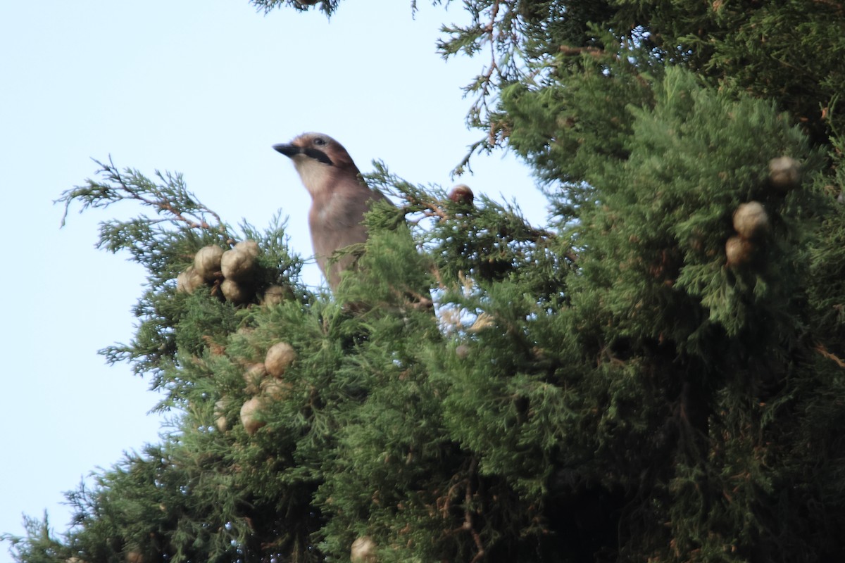 Eurasian Jay - ML623736152