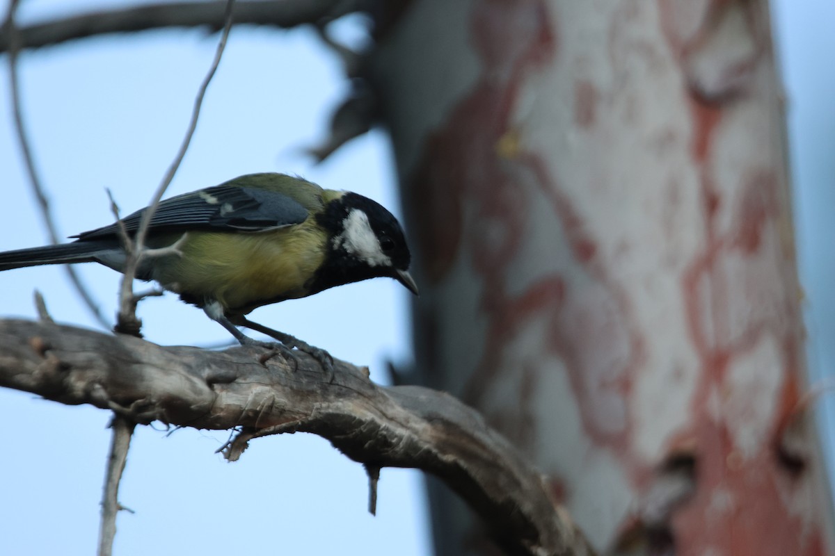 Great Tit - ML623736186