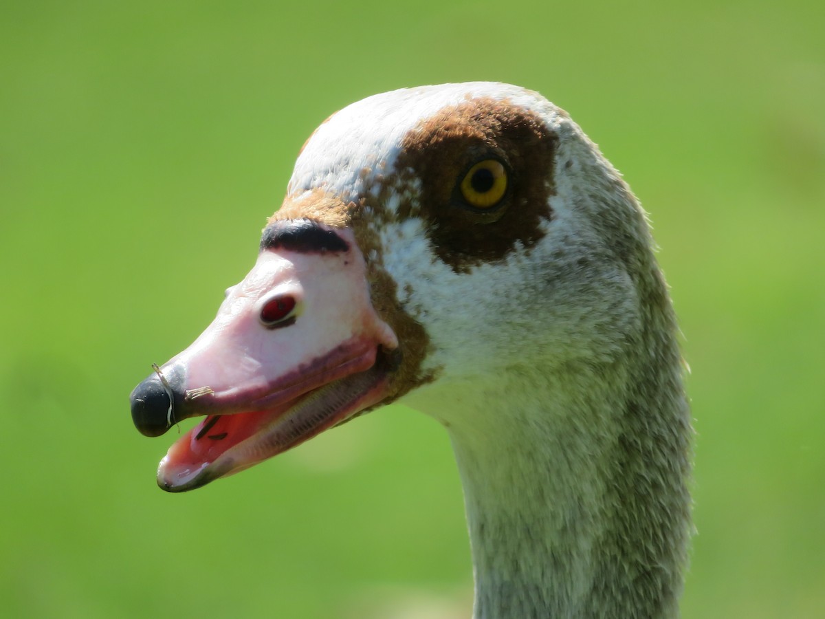 Egyptian Goose - Aidan Sinha