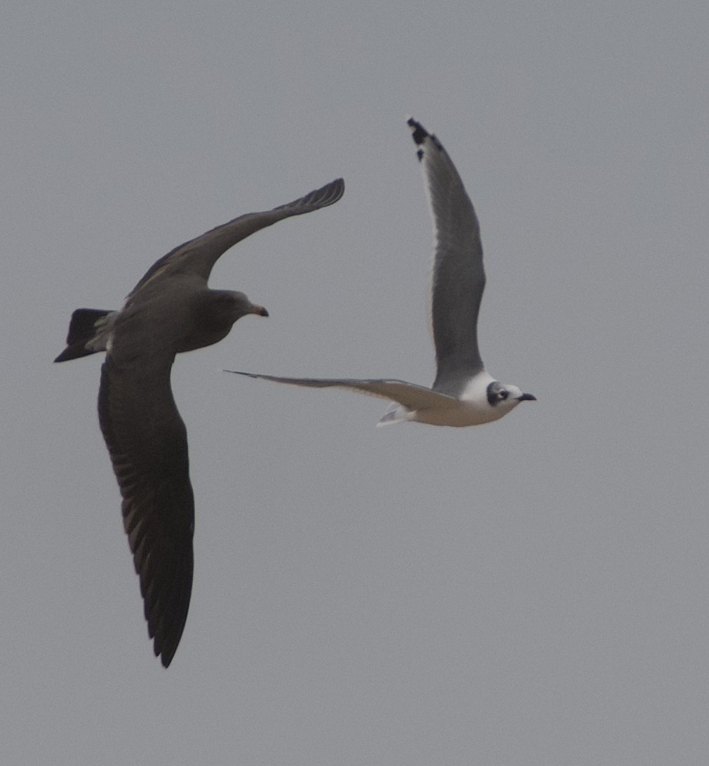 Franklin's Gull - Lynn Oldt