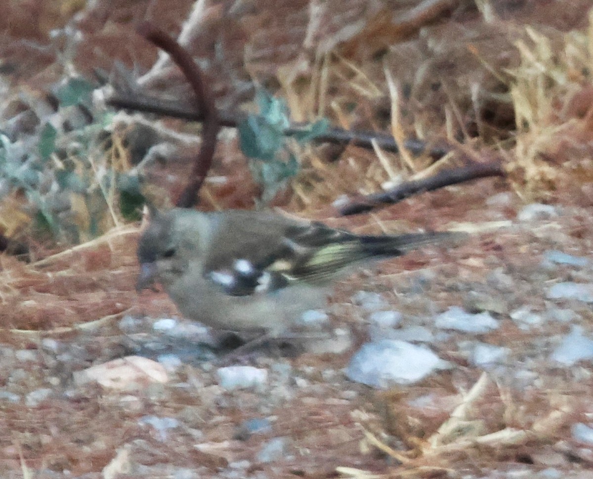 Common Chaffinch - ML623736205