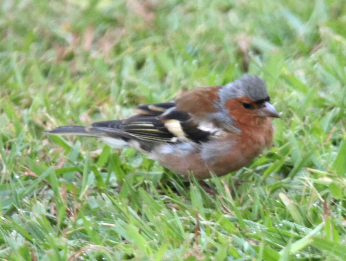 Common Chaffinch - ML623736207