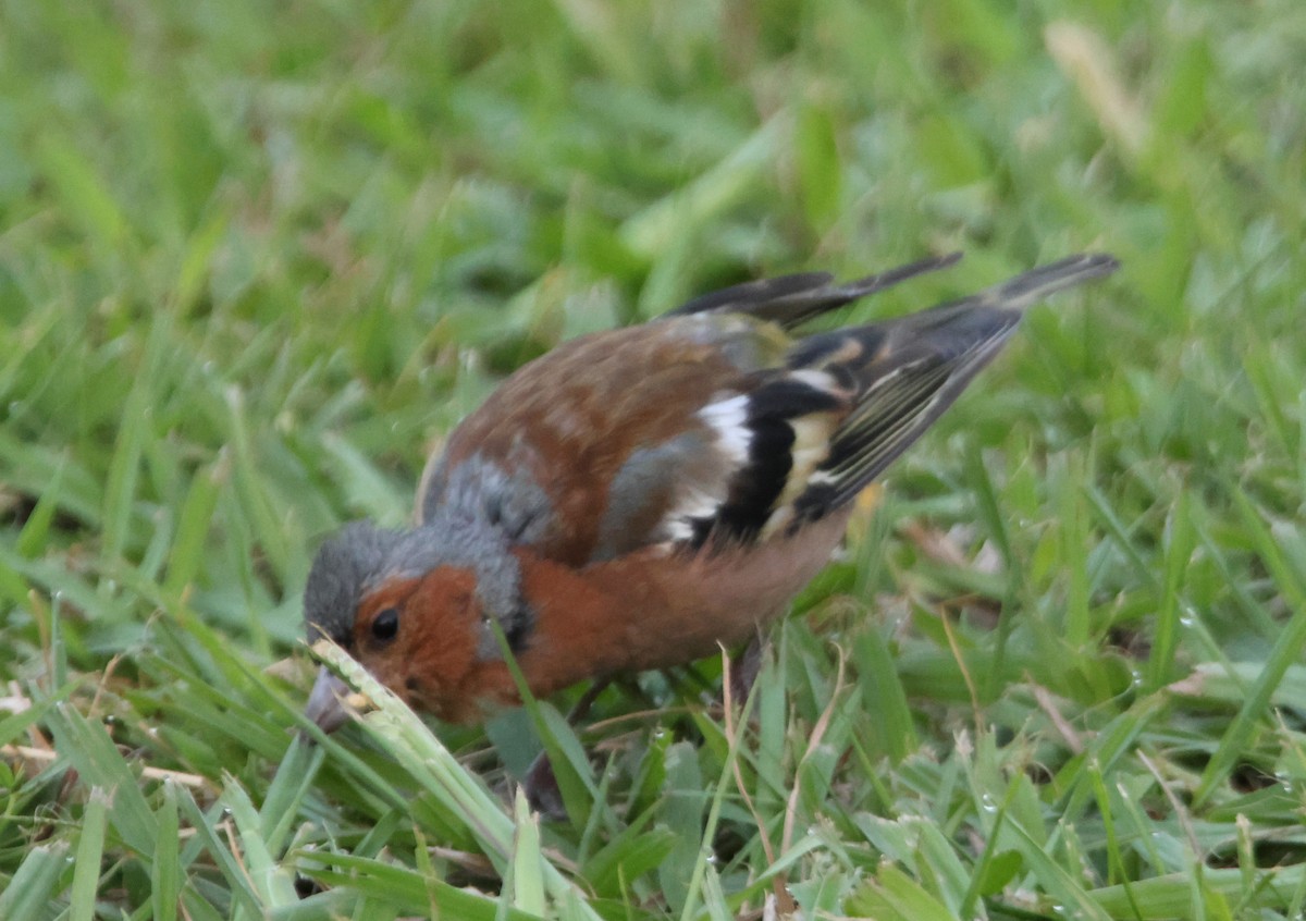 Common Chaffinch - ML623736208