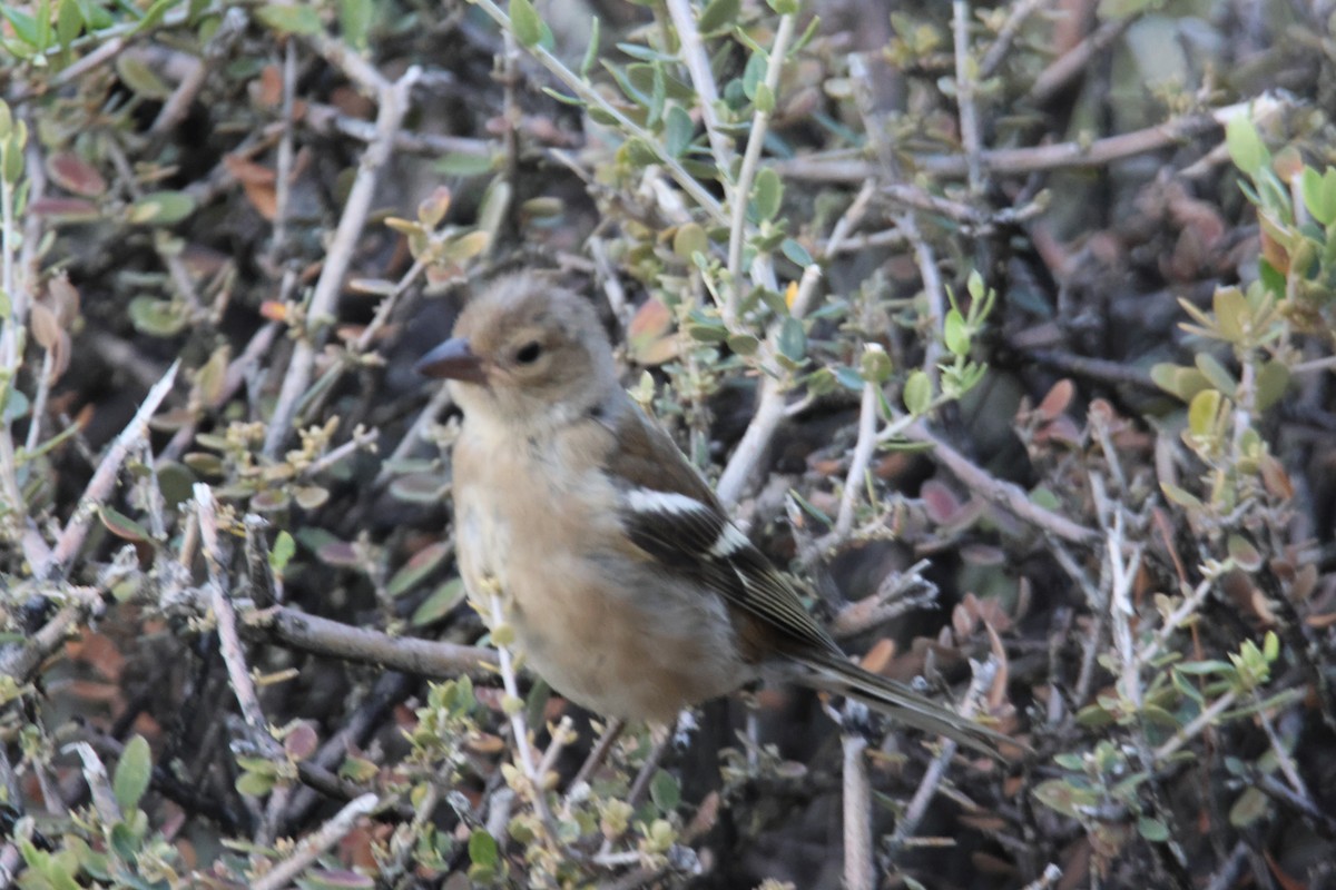 Common Chaffinch - ML623736211