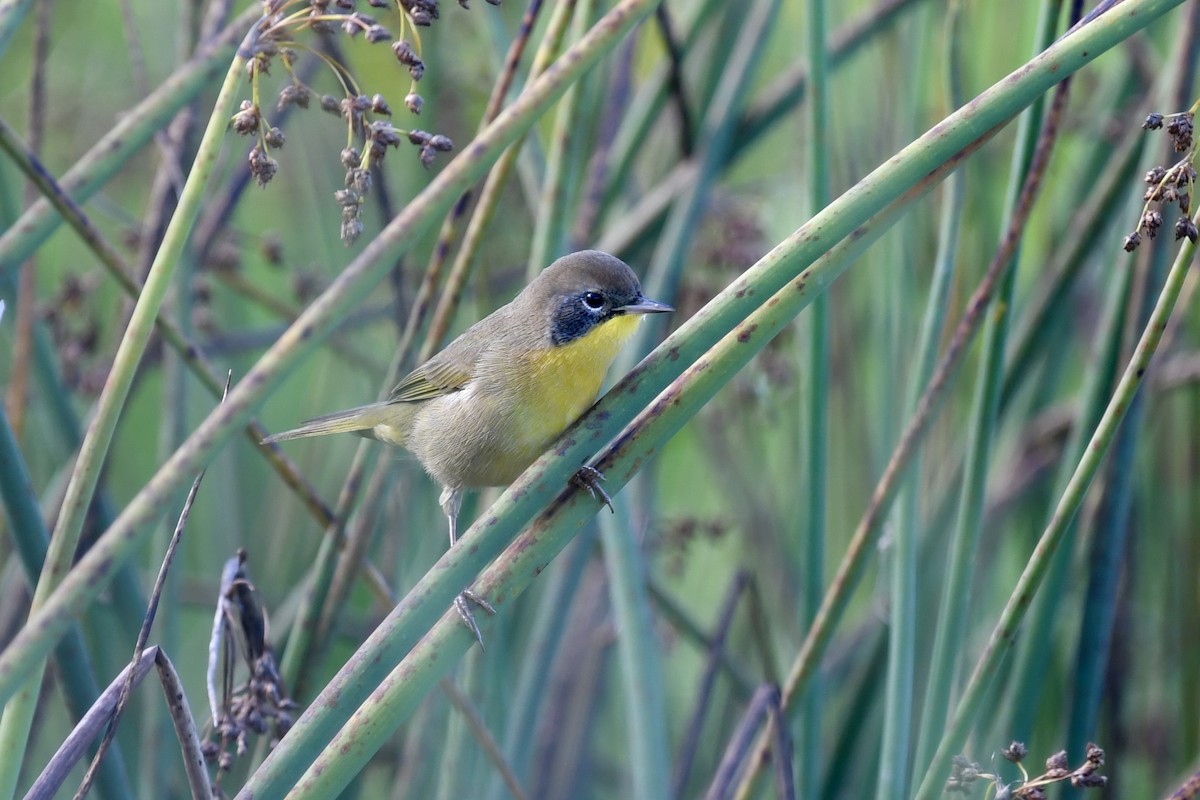 Common Yellowthroat - ML623736224