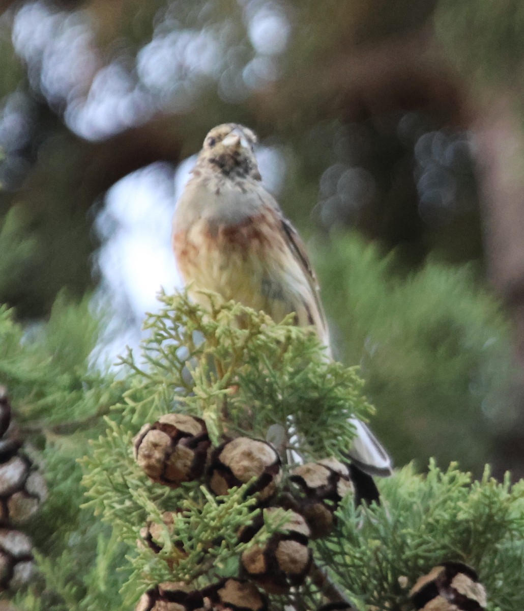 Cirl Bunting - ML623736234