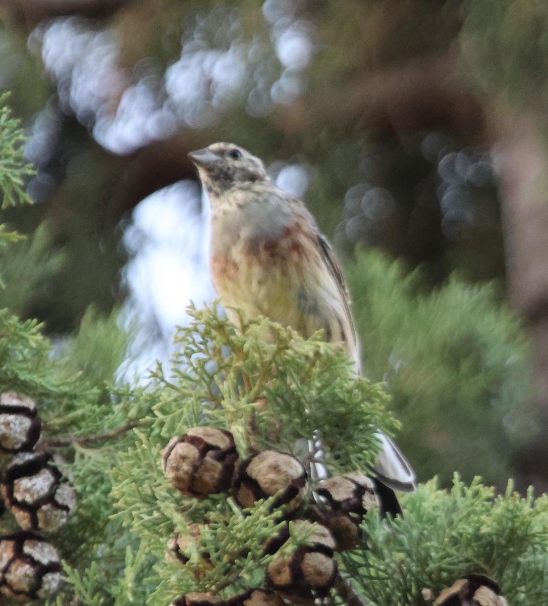 Cirl Bunting - ML623736235